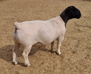 LOT 134 1X DORPER RAM MICKEY PHILLIPS - FLOCK