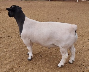 LOT 135 1X DORPER RAM MICKEY PHILLIPS - FLOCK