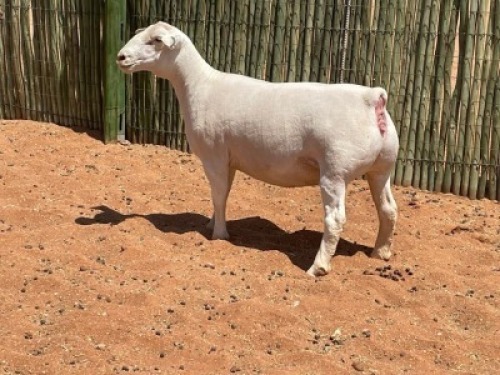 LOT 61 1X WITDORPER OOI/EWE COMPION WITDORPERS - STUD