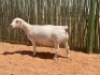 LOT 62 1X WITDORPER OOI/EWE COMPION WITDORPERS - STUD