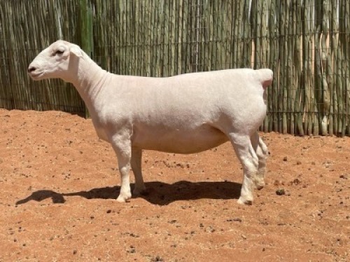LOT 63 1X WITDORPER OOI/EWE COMPION - STUD