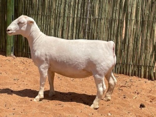 LOT 65 1X WITDORPER OOI/EWE COMPION - STUD