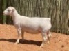 LOT 65 1X WITDORPER OOI/EWE COMPION - STUD