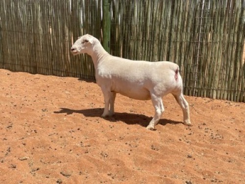 LOT 64 1X WITDORPER OOI/EWE COMPION WITDORPERS - STUD