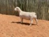 LOT 64 1X WITDORPER OOI/EWE COMPION WITDORPERS - STUD