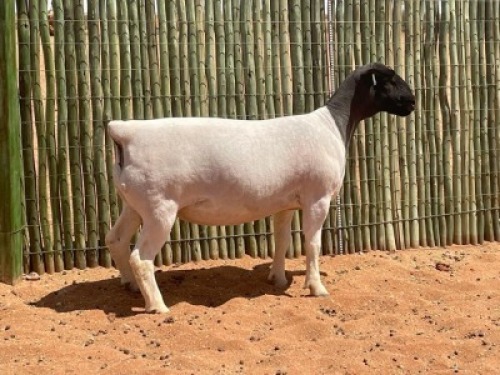 LOT 67 1X DORPER OOI/EWE COMPION DORPERS - STUD