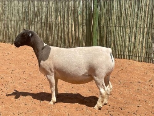 LOT 69 1X DORPER OOI/EWE COMPION DORPERS - STUD