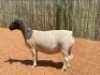 LOT 69 1X DORPER OOI/EWE COMPION DORPERS - STUD