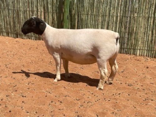 LOT 68 1X DORPER OOI/EWE COMPION DORPERS -T5