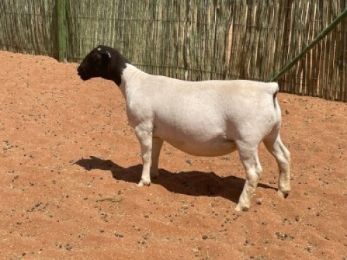 LOT 70 1X DORPER OOI/EWE COMPION DORPERS - FLOCK