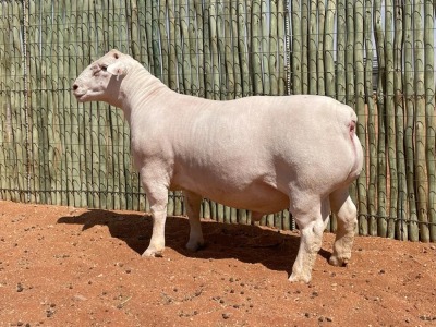 LOT 77 1X WITDORPER RAM COMPION WITDORPERS STUD