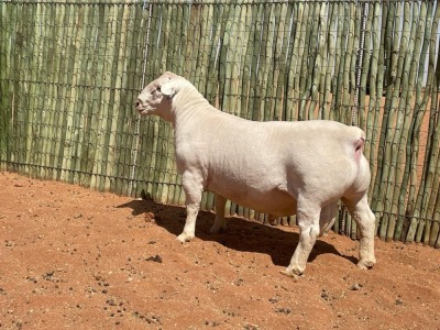 LOT 76 1X WITDORPER RAM COMPION WITDORPERS - STUD