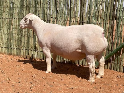 LOT 79 1X WITDORPER RAM COMPION WITDORPERS - STUD