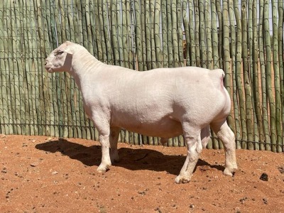 LOT 80 1X WITDORPER RAM COMPION WITDORPERS - STUD