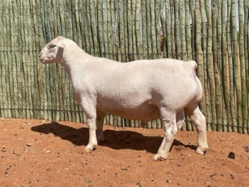 LOT 80 1X WITDORPER RAM COMPION WITDORPERS - STUD