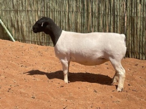 LOT 66 1X DORPER OOI/EWE COMPION DORPERS - T5