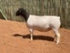 LOT 66 1X DORPER OOI/EWE COMPION DORPERS - T5