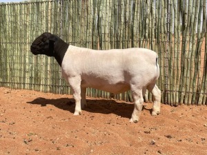 LOT 92 1X DORPER RAM COMPION DORPERS - STUD