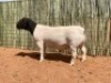 LOT 92 1X DORPER RAM COMPION DORPERS - STUD