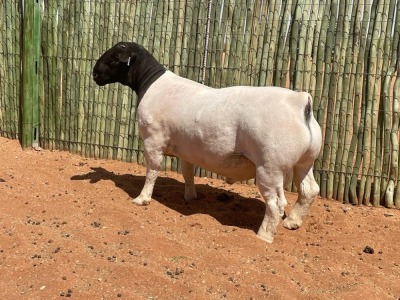 LOT 93 1X DORPER RAM COMPION DORPERS - FLOCK