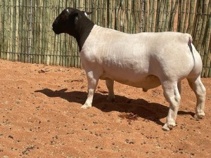 LOT 95 1X DORPER RAM COMPION DORPERS - FLOCK