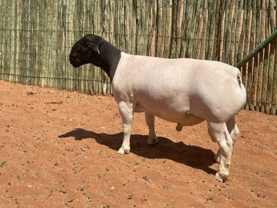 LOT 91 1X DORPER RAM COMPION DORPERS - STUD