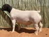 LOT 94 1X DORPER RAM COMPION DORPERS - STUD