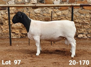 LOT 97 1X DORPER RAM CRONJE DORPERS - FLOCK