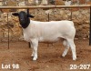 LOT 98 1X DORPER RAM CRONJE DORPERS - FLOCK