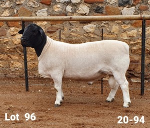 LOT 96 1X DORPER RAM CRONJE DORPERS - FLOCK