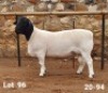 LOT 96 1X DORPER RAM CRONJE DORPERS - FLOCK
