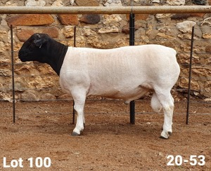 LOT 100 1X DORPER RAM CRONJE DORPERS - FLOCK