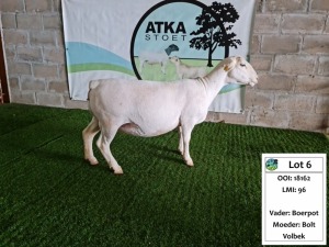 LOT 6 1X WIT DORPER OOI/EWE ATKA WITDORPERS -T5