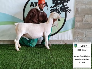 LOT 7 1X WIT DORPER OOI/EWE ATKA WITDORPERS -T5