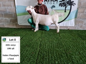 LOT 8 1X WIT DORPER OOI/EWE ATKA WITDORPERS -T5