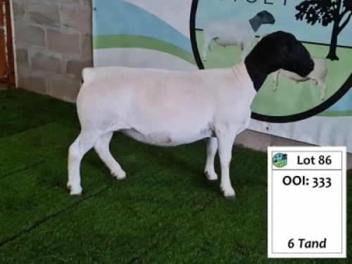 LOT 86 1+1X DORPER OOI/EWE ATKA DORPERS - T5