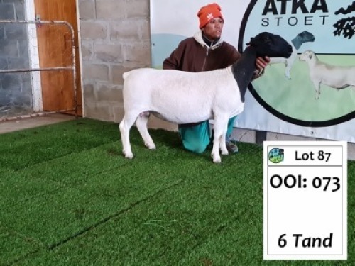 LOT 87 1+2X DORPER OOI/EWE ATKA DORPERS - STUD