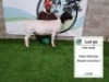 WITHDRAWN - LOT 90 1X DORPER OOI/EWE ATKA DORPERS - 2