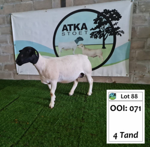 LOT 88 1X DORPER OOI/EWE ATKA DORPERS - STOET