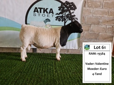 LOT 61 1X DORPER RAM ATKA DORPERS STOET