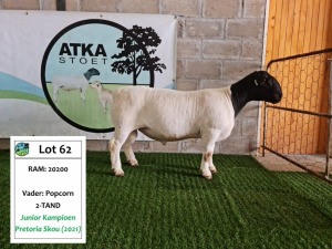 LOT 62 1X DORPER RAM ATKA DORPERS STOET