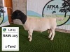 WITHDRAWN - LOT 65 1X DORPER RAM ATKA DORPERS - 2