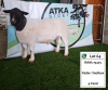 LOT 64 1X DORPER RAM ATKA DORPERS KUDDE