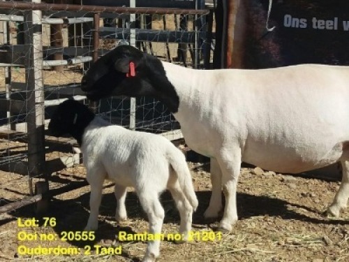 LOT 76 1+1X DORPER OOI/EWE WITH LAMB KRANSKOP DORPERS - T5