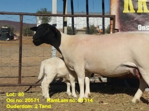 LOT 80 1+1X DORPER OOI/EWE WITH LAMB KRANSKOP DORPERS - STOET