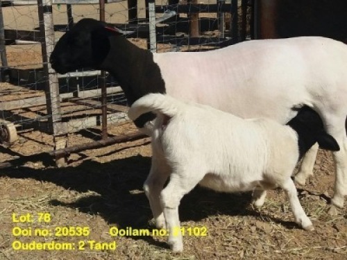 LOT 78 1+1X DORPER OOI/EWE WITH LAMB KRANSKOP DORPERS - FLOCK