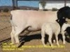 WITHDRAWN - LOT 138 1+2X DORPER OOI/EWE WITH LAMB KRANSKOP DORPERS - 2