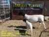 WITHDRAWN - LOT 77 1+1X DORPER OOI/EWE WITH LAMB KRANSKOP DORPERS - 2