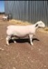 LOT 71 1X DORPER RAM HARDUS KORB WITDORPERS - T5 - 2