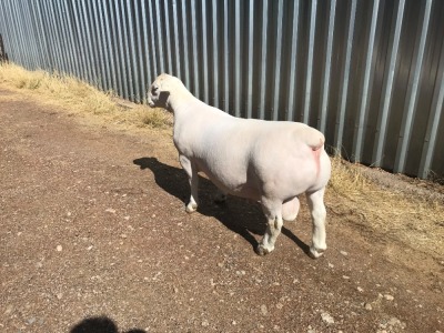 LOT 72 1X DORPER RAM HARDUS KORB WITDORPERS - FLOCK